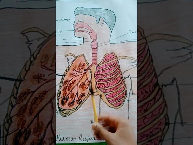 ###human respiratory system in art studio Aditya Sharma #short videos