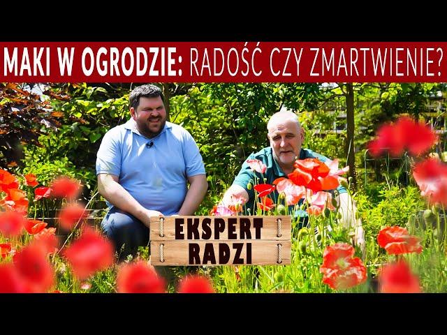 Maki w ogrodzie: radość czy zmartwienie? Porady eksperta.