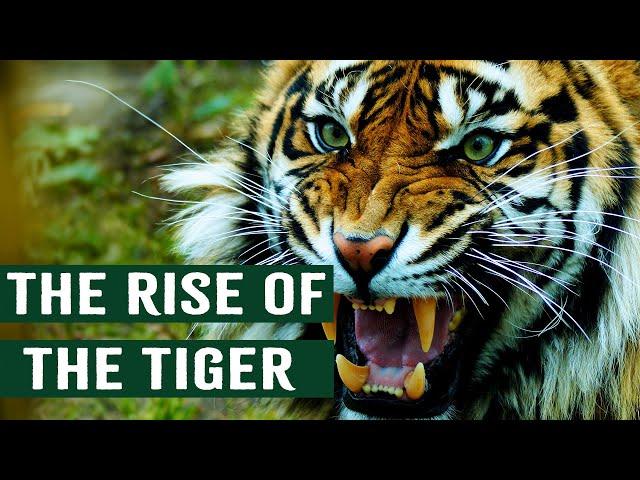 The Deadliest Takeover: Tigers In America