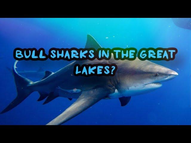 How Bull Sharks Possibly Got into the Great Lakes| Creature