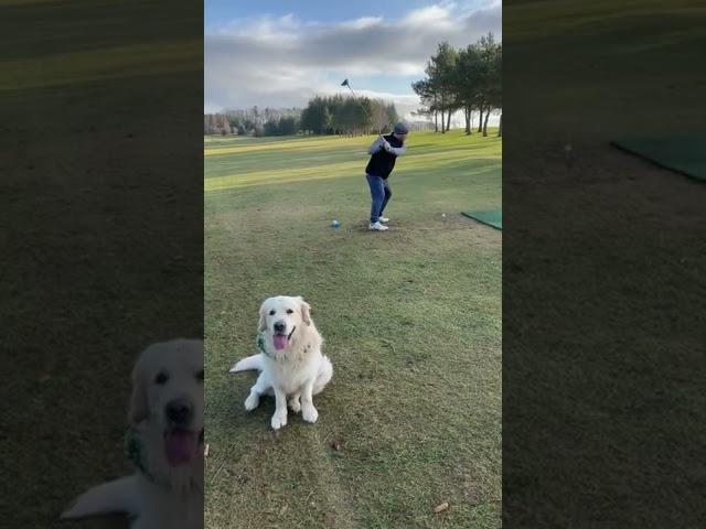 Golden Retriever Goes Golfing. Sonny and Buzz love the golf.