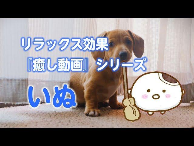 【癒し動画】リラックス効果　いぬ（60分）