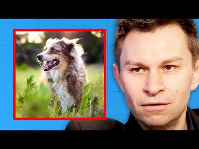 How to Make Your Dog Live Longer | Dr. David Sinclair