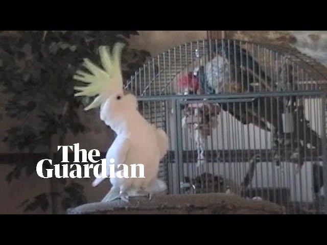 Scientists discover Snowball the cockatoo has 14 distinct dance moves