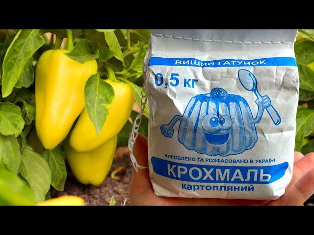 УСПЕЙТЕ В АВГУСТЕ ДАТЬ КРАХМАЛ ПЕРЦУ! И Готовьте МЕШКИ Под Перец Для Сбора Большого Урожая
