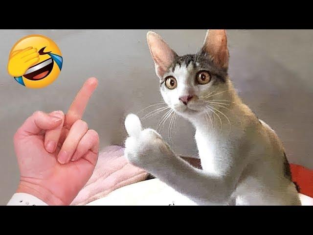 Funny animals will make you laugh to tears 