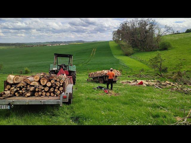 Débardage de gros peupliers #boisdechauffage #bucheron #forestmen