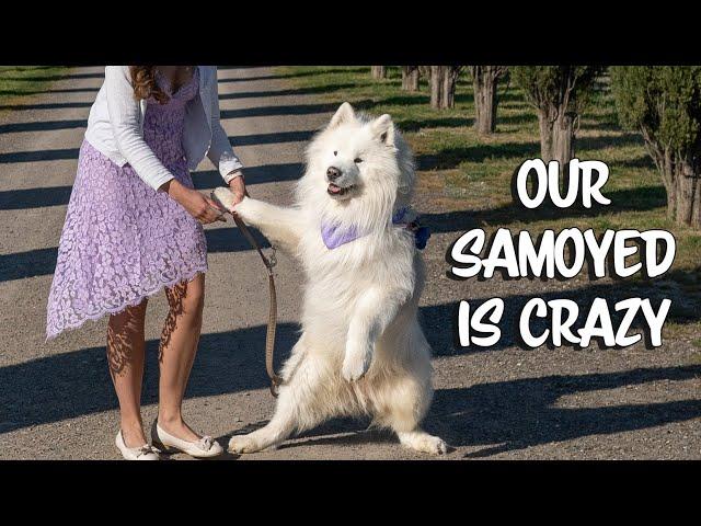 Funniest moments of our samoyed