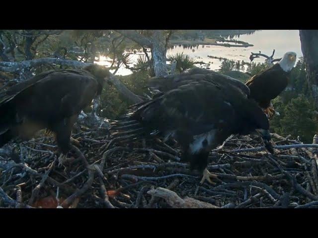 Sunny claims second fish from Jackie | Big Bear Bald Eagle | June 1, 2025