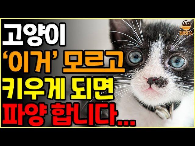 고양이 입양 무조건 후회합니다. 이 10가지를 모른다면 절대 키울 생각조차 하지 마시기를 바랍니다 | 고양이 언어 | 고양이 행동 | 고양이 건강 |