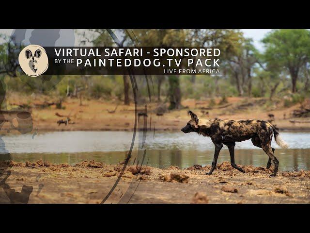 LIVE Safari Sponsored by the Painteddog.tv Pack | 13 November 2024