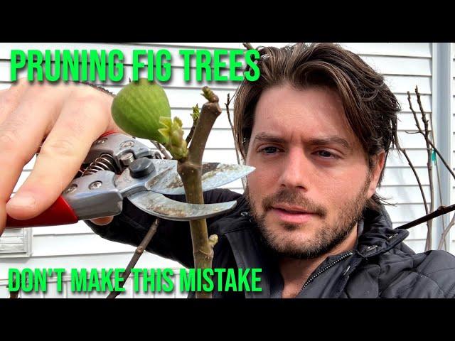 Figs: Pruning for Smaller, Larger or More Productive Trees