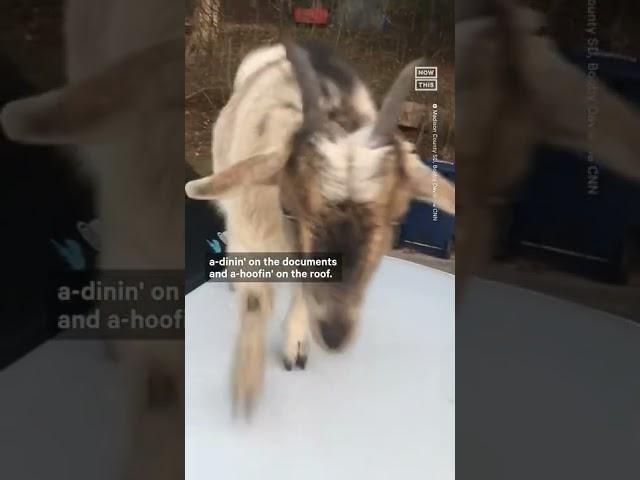 Goats Hungry For Justice Break Into Patrol Car & Eat Documents 