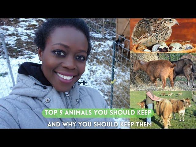 Top 9 Livestock Animals For A Small Farm or Homestead