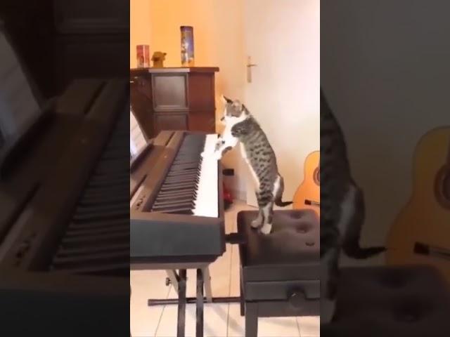 Passion of cat  #animals #funny #cats #dog