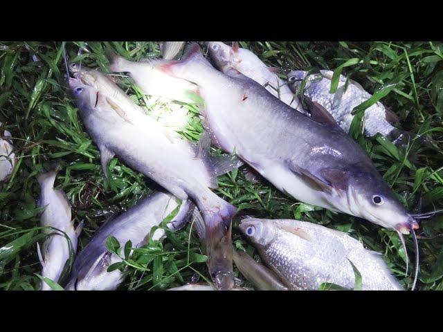 Fishing |  Hunting fish at Luc Nam river at the time of season