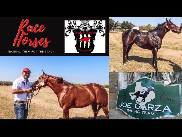 Race Horses | Lifestyle | Quarter Horses