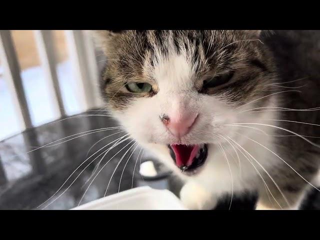 Charles LaMouche Greatest Hits & Hisses