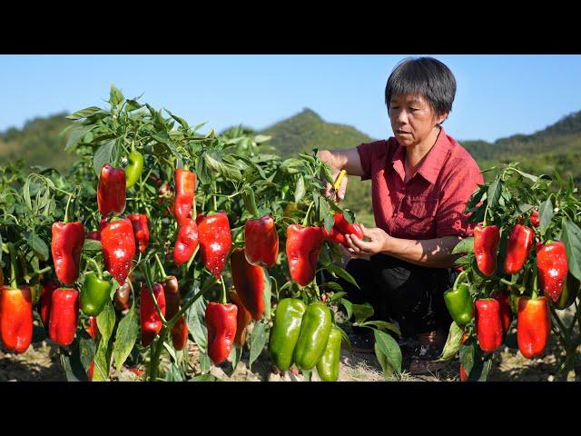 Green and red peppers are harvested  and mom makes homemade chili sauce for appetizing meals.