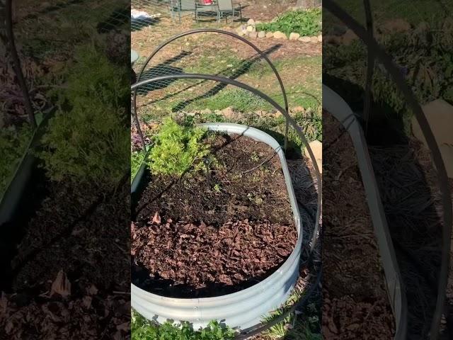 When your hoarding of random stuff pays off. #diy #diyhoophouse #reuse #wintergarden