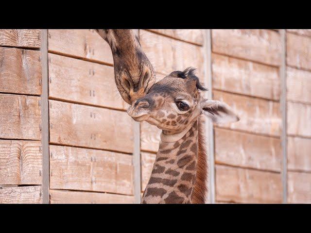 Houston Zoo Welcomes New Arrival