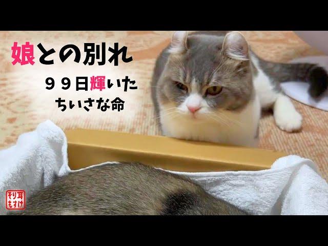 永眠した娘を必死に起こそうとする父猫〜我が子との早すぎる別れ。