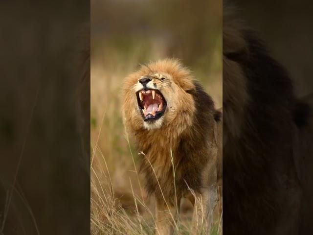 शेर की दहाड ll Sher Ki Dahad ll Lion Sounds ll Sher Ki Awazll #shorts ll#wildanimals