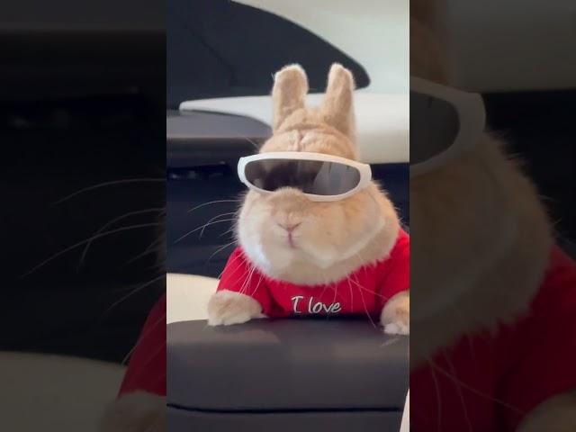 He’s living the dream life   #bunnydayoff #bunny#brand #fashionista #rabbitsofinstagram