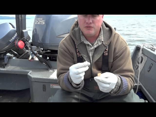 Total Fisherman Baiting Sandshrimp For Sturgeon