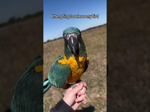 Why Does My Macaw Keep Coming Back?  #macaws  #parrotfunny  #blueandgoldmacaw