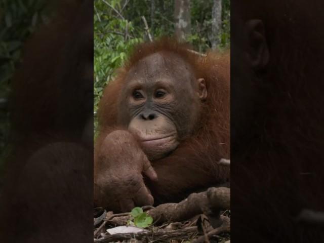 Chubby Monkey Keeps Falling Out Of Trees #monkey #orangutan