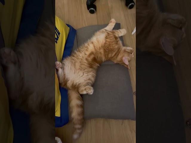 이렇게 이뻐도 되는거냥~ #shorts