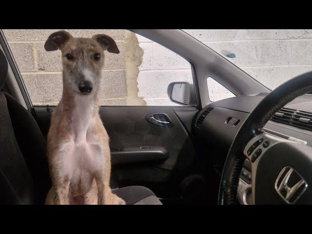 Update! Automatic C4 Fixed And My Dog Loves The Honda Jazz!