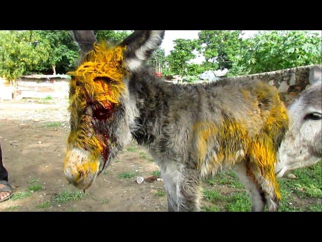 Injured baby donkey rescued; watch her mama's reaction.