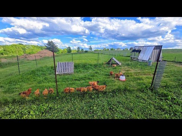 EXPANDING The Pasture! _ Broiler's LEG DAY! // Whitt Acres