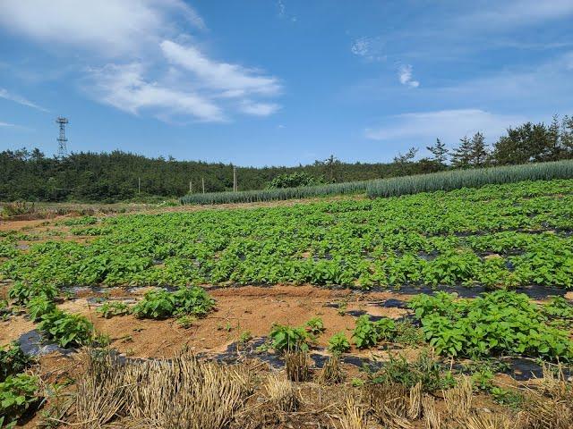 [부동산백화점]356.신안군지도읍토지매매 지도읍땅매매 지도읍바닷가토지매매 바다접한신안군토지매매 신안땅매매 지도읍부동산 신안군부동산 전남토지전문부동산 신안군토지전문부동산