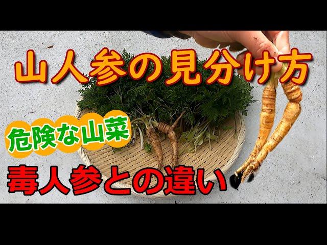 今が旬のヤマニンジンと危険な毒ニンジンの見分け方