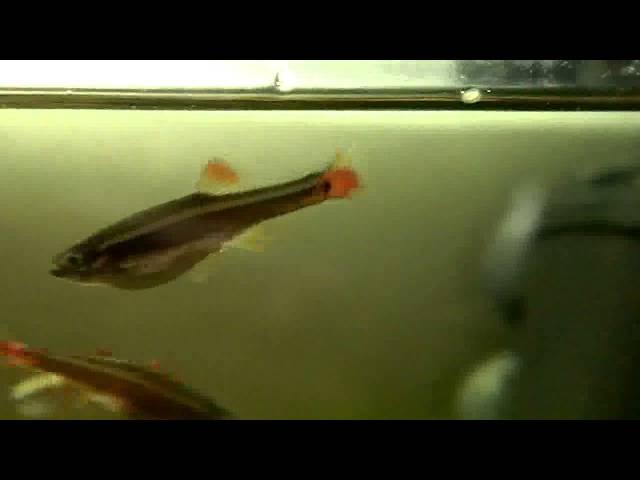 White Cloud mountain minnow fry