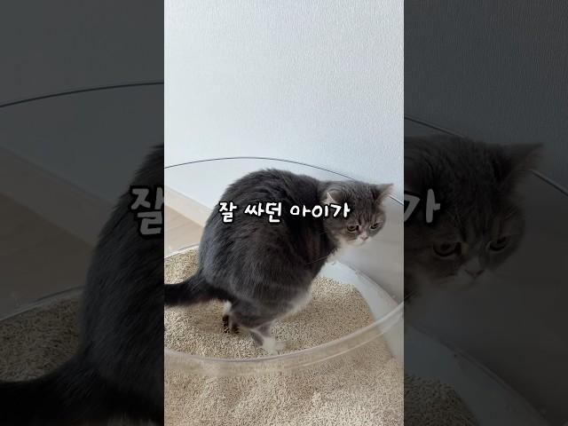 우리 고양이가 치질이라고?