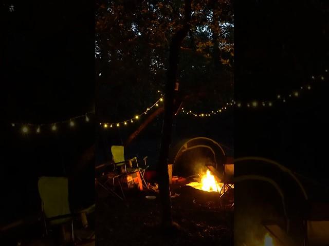 Wild Camping In New Forest, Southampton