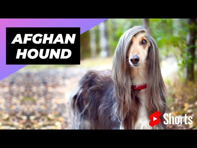 Afghan Hound  One Of The Most Expensive Dog Breeds In The World #shorts