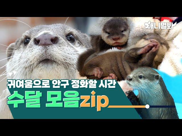 [Otter Compilation] Adorable Otters…