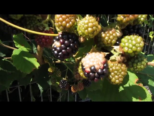 Brombeeren ohne Stacheln ( Dornen ) sind reif