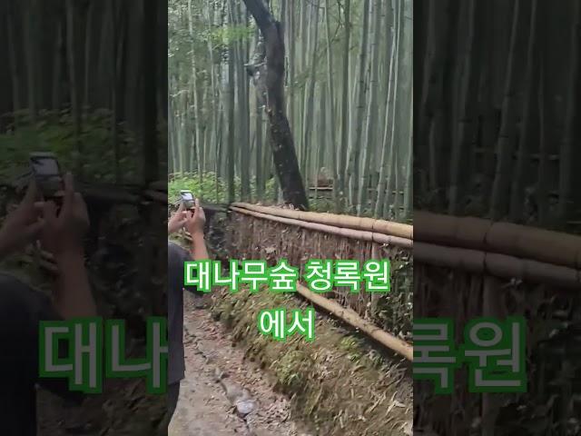 대나무숲에서