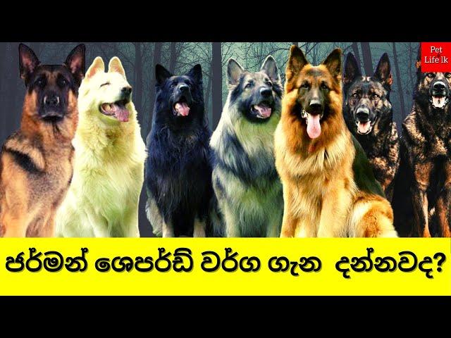 German Shepherd Dog Types Sinhala | හදන්න කලින් බලන්න  | German Shepard type of Colors