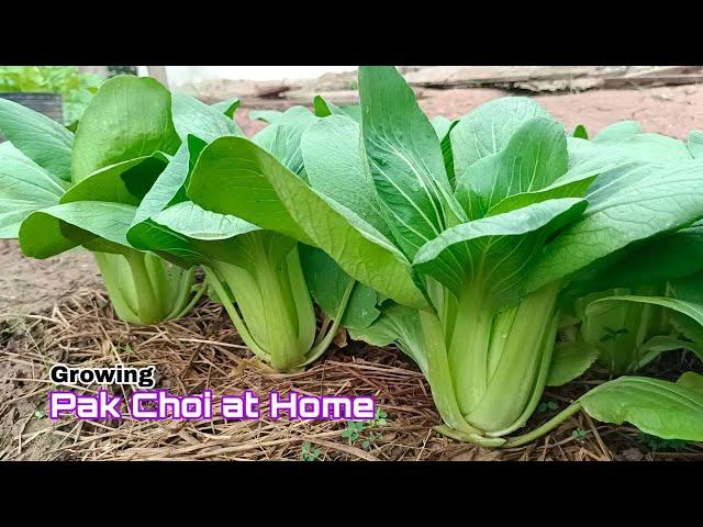 Growing Pak Choi at Home