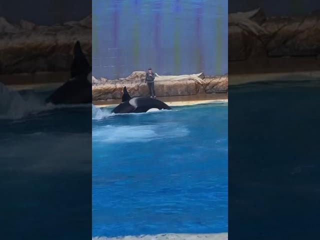 Killer whale show