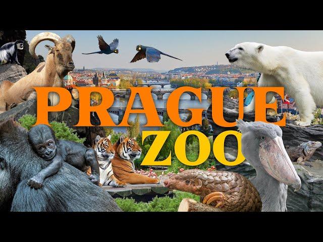 Prague Zoo - truly one of the best Zoos in the world? | Zoo Reviews