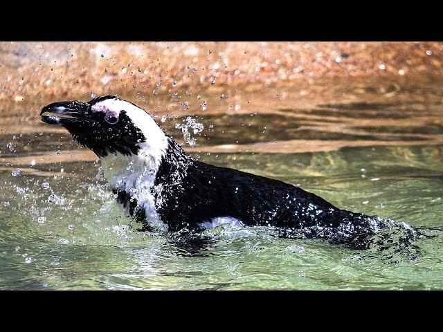 African Penguins At The Beach | Animal Facts | Love Nature