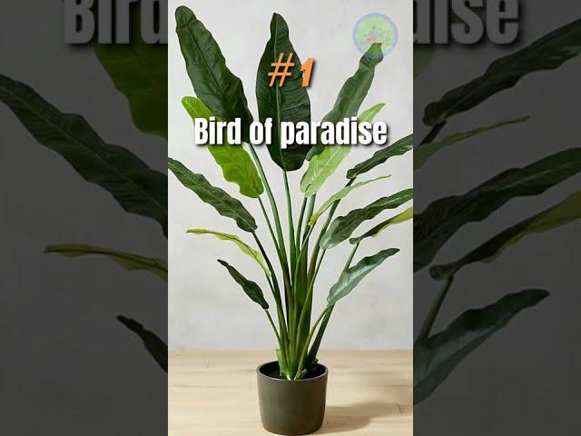 10 best tall large indoor plants #shorts #indoorplants